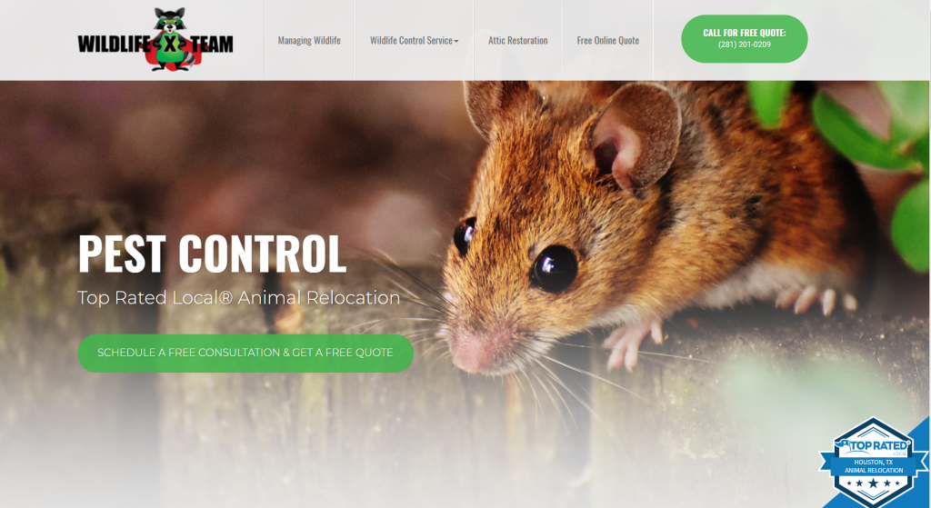 website audit homepage above the fold